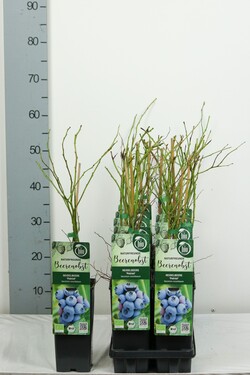 Šilauogė aukštoji (Lot Vaccinium cor.) 'Patriot' C2/P17 30-35 CM - nuotrauka 1