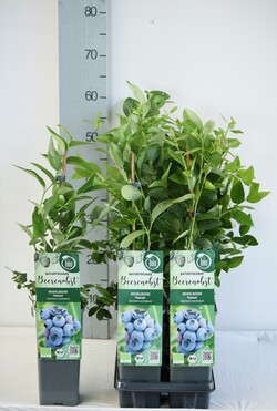 Šilauogė aukštoji (Lot Vaccinium cor.) 'Patriot' C2/P17 30-35 CM - nuotrauka 2