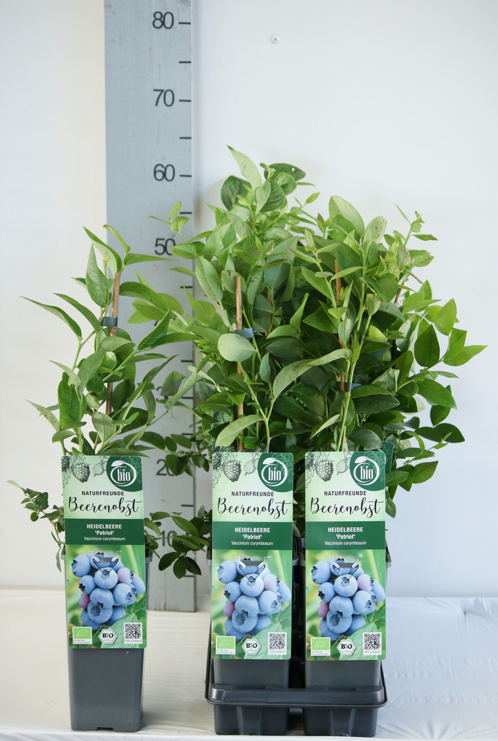 Šilauogė aukštoji (Lot Vaccinium cor.) 'Patriot' C2/P17 30-35 CM | ŠILAUOGĖS | VAISMEDŽIAI - VAISKRŪMIAI