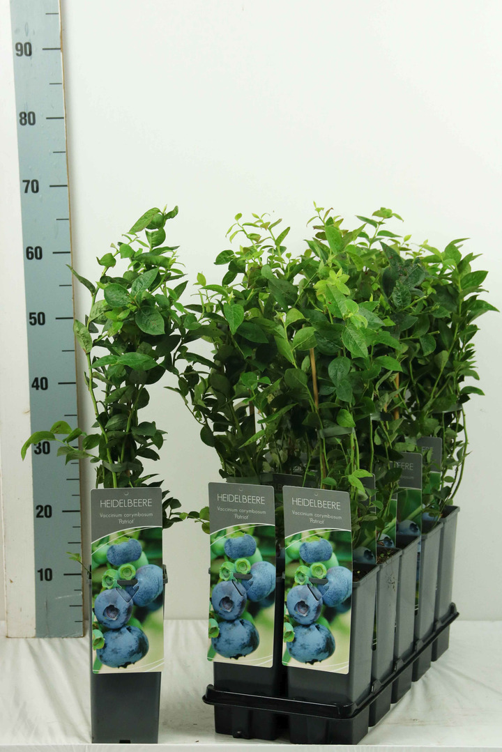 Šilauogė aukštoji (Lot Vaccinium cor.) 'Patriot' C2/P17 30-40 CM | ŠILAUOGĖS | VAISMEDŽIAI - VAISKRŪMIAI