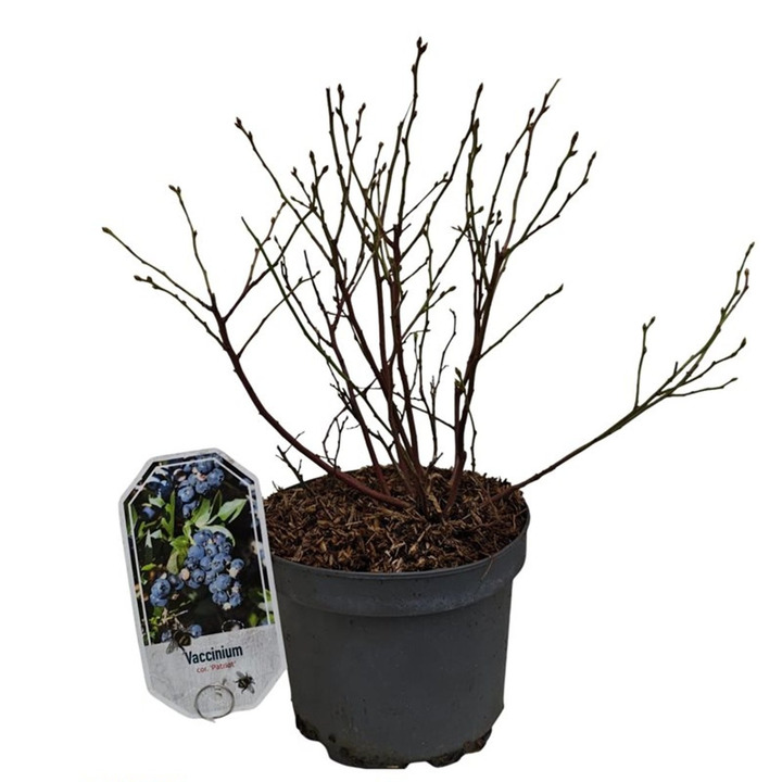 Šilauogė aukštoji (Lot Vaccinium cor.) 'Patriot' C3/P19 30-40 CM