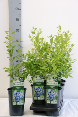 Šilauogė aukštoji (Lot Vaccinium cor.) 'Patriot' C3/P19 40-50 CM - nuotrauka 2