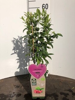 Šilauogė aukštoji (Lot Vaccinium cor.) 'Pink Berry' C2/P17 COLOUR POT
