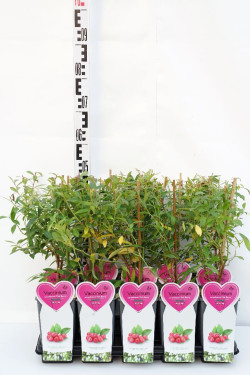 Šilauogė aukštoji (Lot Vaccinium cor.) 'Pink Berry' C2/P17 BUSH - nuotrauka 1