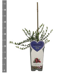 Šilauogė aukštoji (Lot Vaccinium cor.) 'Pink Berry' C2/P17 BUSH - nuotrauka 2
