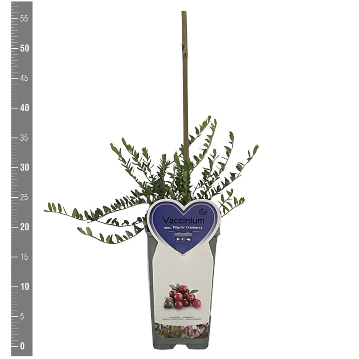 Šilauogė aukštoji (Lot Vaccinium cor.) 'Pink Berry' C2/P17 BUSH