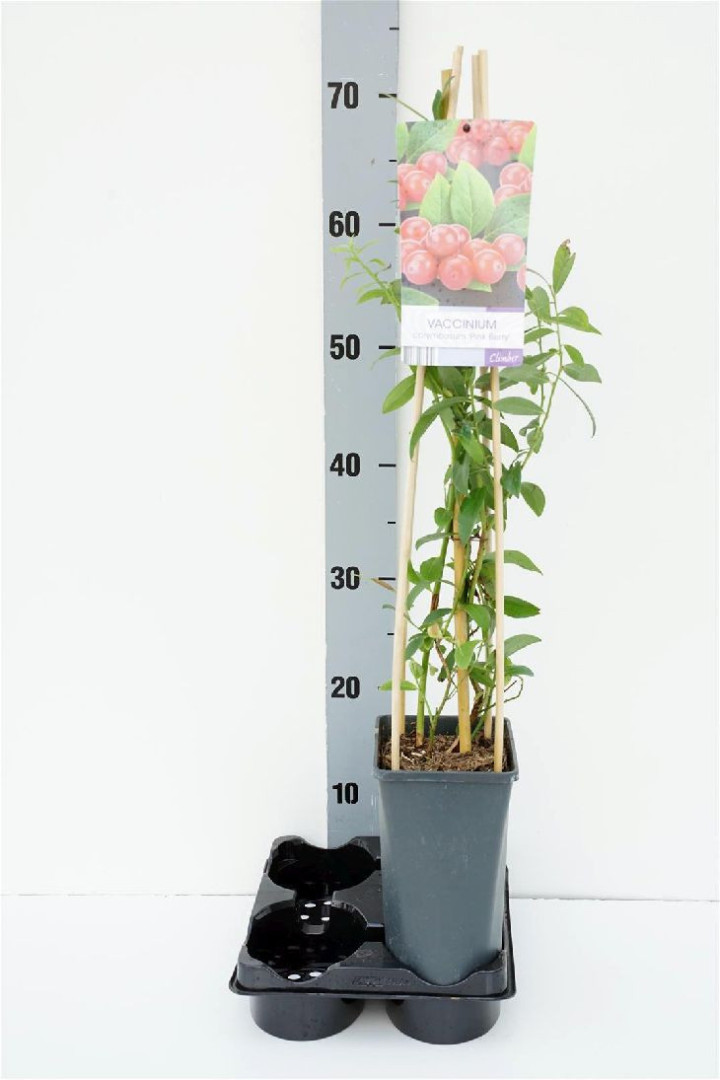 Šilauogė aukštoji (Lot Vaccinium cor.) 'Pink Berry' C2,5 70 CM 4 ST(SP)
