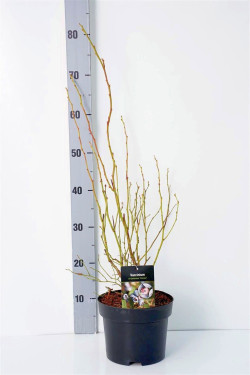 Šilauogė aukštoji (Lot Vaccinium cor.) 'Pioneer' C3/P19 40-50 CM