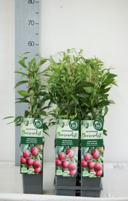 Šilauogė aukštoji (Lot Vaccinium cor.) 'Pink Lemonade' C2/P17 30-35 CM - nuotrauka 2
