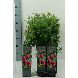 Šilauogė aukštoji (Lot Vaccinium cor.) 'Pink Lemonade' C2/P17 30-40 CM | ŠILAUOGĖS | VAISMEDŽIAI - VAISKRŪMIAI