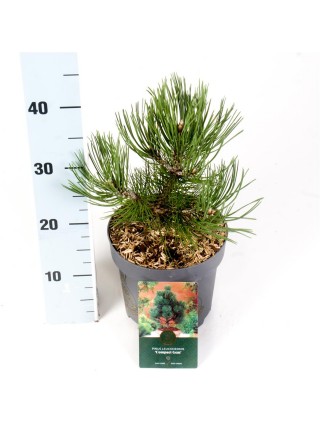 Pušis Baltažievė (Lot Pinus Heldreichi) 'Compact Gem' C2.