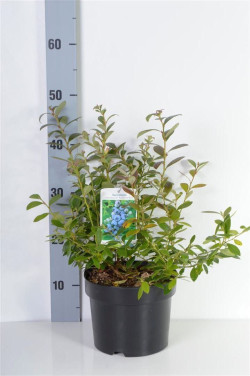 Šilauogė aukštoji (Lot Vaccinium cor.) 'Sunshine Blue' C3/P19 30-40 CM