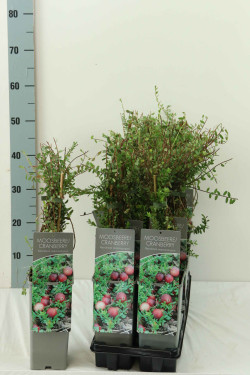 Spanguolė stambiauogė (Lot Vaccinium macrocarpon) 'Cranberry' C2/P17 30-40 CM - nuotrauka 2
