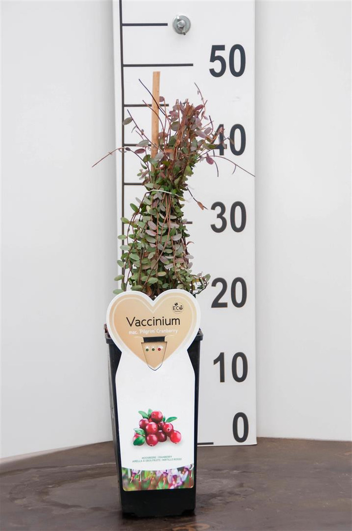 Spanguolė stambiauogė (Lot Vaccinium macrocarpon) 'Pilgrim' C2/P17 | SPANGUOLĖS | VAISMEDŽIAI - VAISKRŪMIAI
