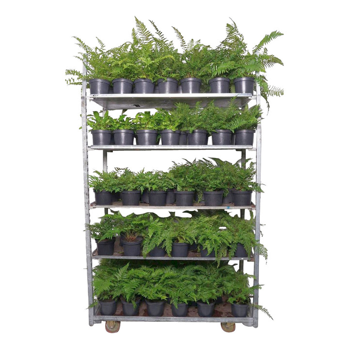 Paparčiai (Lot Ferns in)  C2/P17