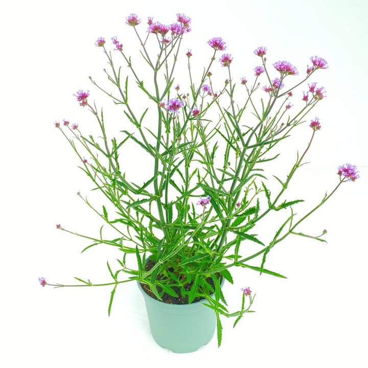 Patagoninė verbena (Lot Verbena bon.) 'Lollipop' C2/P17 | VERBENOS | VIENMETĖS GĖLĖS