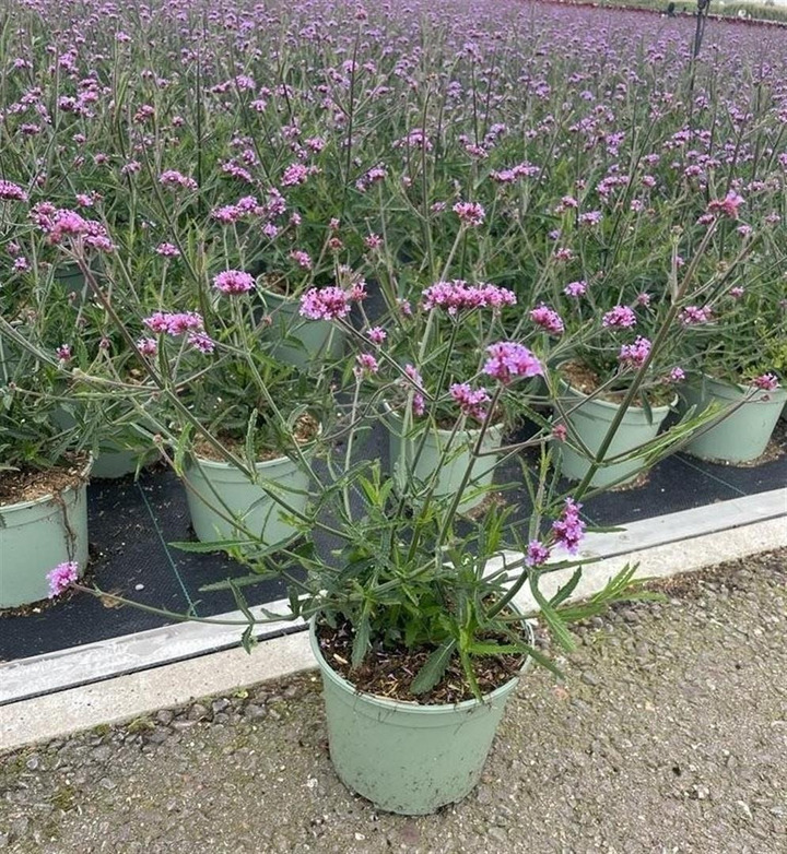 Patagoninė verbena (Lot Verbena bon.) 'Lollipop' C2/P17 | VERBENOS | VIENMETĖS GĖLĖS