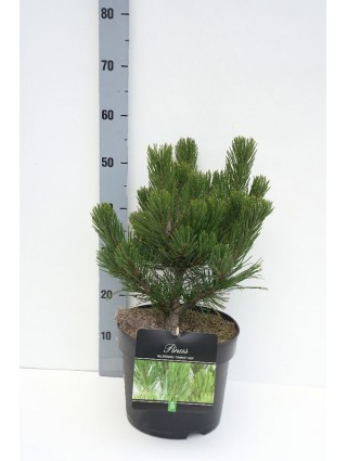 Pušis Baltažievė (Lot Pinus Heldreichi) 'Compact Gem' C7.