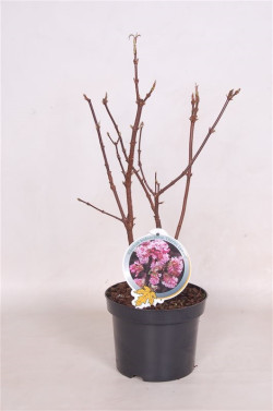 Putinas (Lot Viburnum bodn.) 'Charles Lamont' C3/P19 40-50 CM