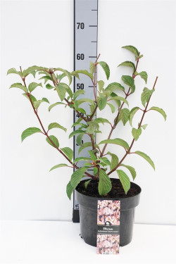 Putinas (Lot Viburnum bodn.) 'Charles Lamont' C5/P23 40-50 CM | PUTINAI | KRŪMAI