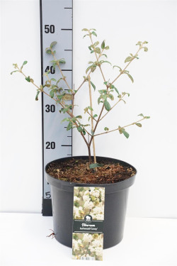Putinas blizgusis (Lot Viburnum burkw.) 'Conoy' C5/P23 30-40 CM