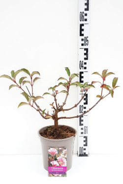 Putinas (Lot Viburnum bodn.) 'Dawn' C2/P17 30/+ CM