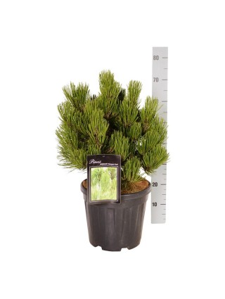 Pušis Baltažievė (Lot Pinus Heldreichi) 'Compact Gem' C15 40-50CM-PUŠYS-SPYGLIUOČIAI
