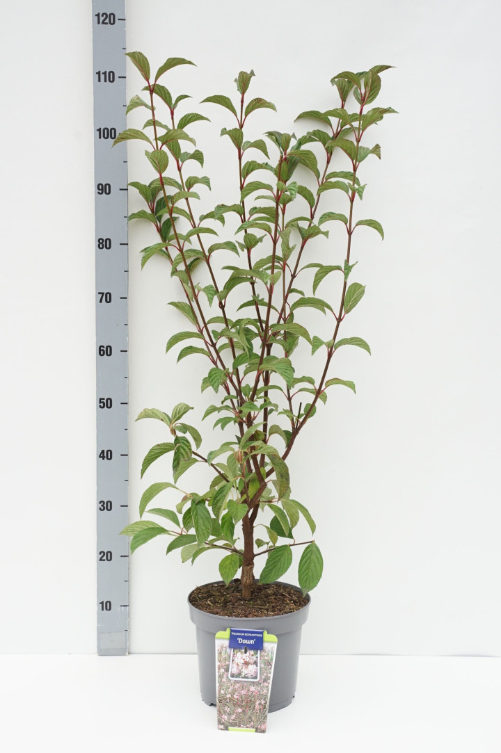 Putinas (Lot Viburnum bodn.) 'Dawn' C5/P23 60-80 CM