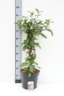 Putinas (Lot Viburnum bodn.) 'Dawn' C7,5/P26 50-60 CM
