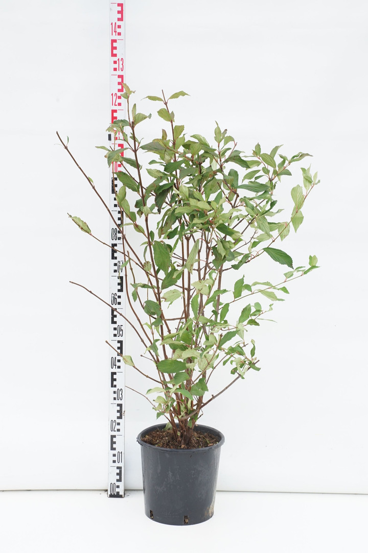 Putinas (Lot Viburnum bodn.) 'Dawn' C10 60-80 CM | PUTINAI | KRŪMAI
