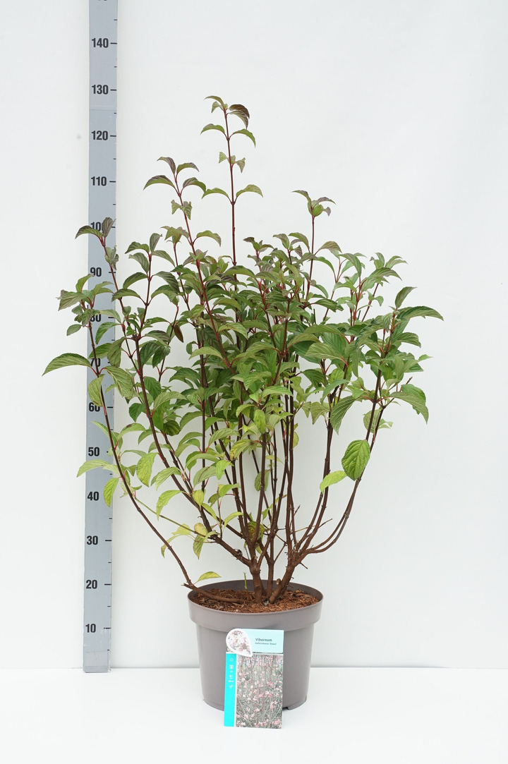 Putinas (Lot Viburnum bodn.) 'Dawn' C10 80-100 CM