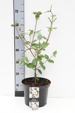 Putinas blizgusis'Mohawk' (Lot Viburnum burkw.