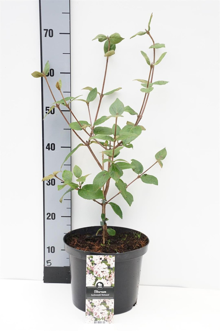 Putinas blizgusis'Mohawk' (Lot Viburnum burkw.