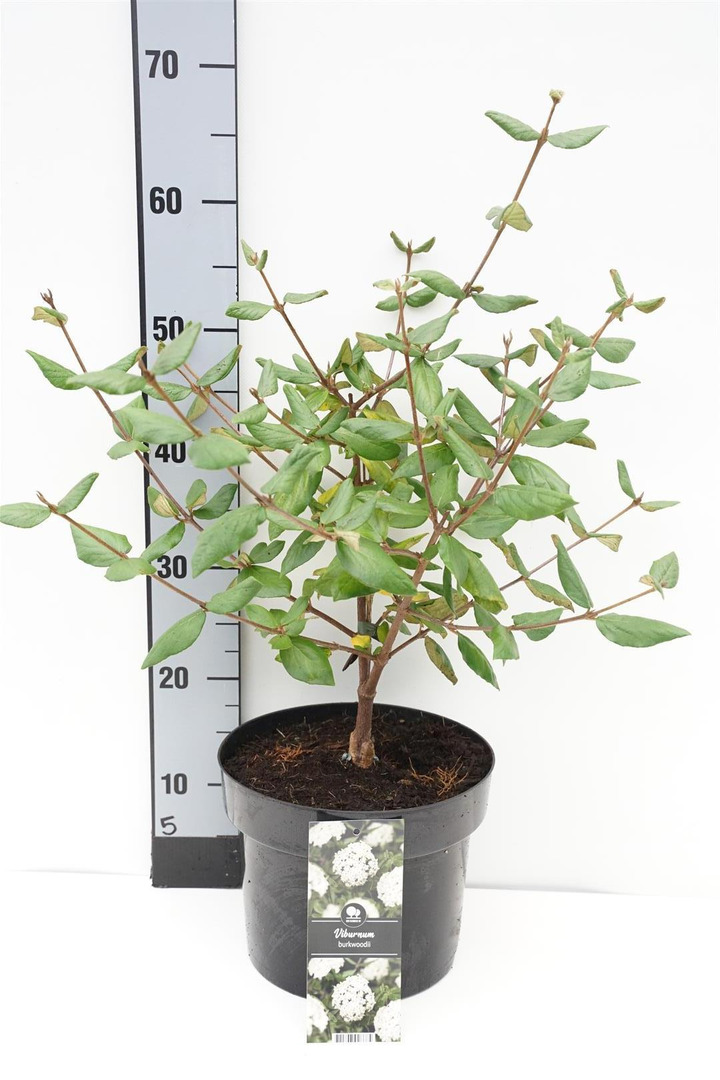 Putinas blizgusis (Lot Viburnum burkwoodii) C5/P23 40-50 CM | PUTINAI | KRŪMAI