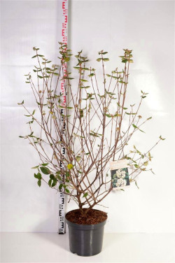 Putinas blizgusis (Lot Viburnum burkwoodii)  C12 80-100 CM