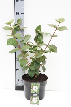 Putinas kvapusis (Lot Viburnum carlcephalum) C5/P23 40-50 CM | PUTINAI | KRŪMAI