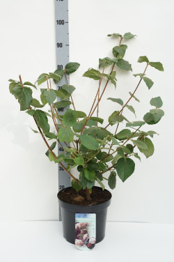 Putinas kvapusis (Lot Viburnum carlcephalum)  C7,5/P26 60-80 CM