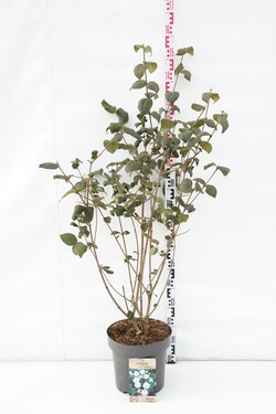 Putinas korėjinis (Lot Viburnum carlesii)  C12 80-100 CM
