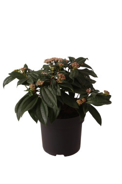 Putinas korėjinis (Lot Viburnum carlesii) 'Aurora' C5/P23 40-60 CM
