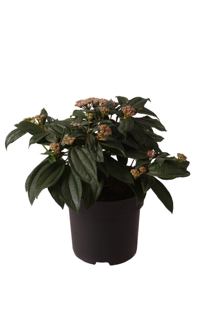 Putinas korėjinis (Lot Viburnum carlesii) 'Aurora' C5/P23 40-60 CM