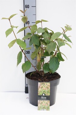Putinas korėjinis (Lot Viburnum carlesii) 'Juddii' C5/P23 30-40 CM | PUTINAI | KRŪMAI