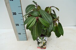 Davido putinas (Lot Viburnum davidii) C2/P17 25-30 CM | PUTINAI | KRŪMAI