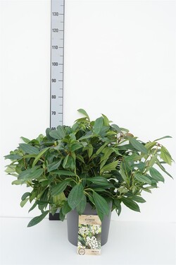 Davido putinas (Lot Viburnum davidii)  C12 50-60 CM