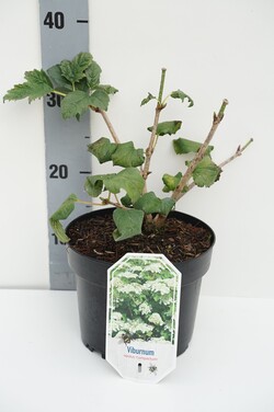Dantytasis putinas (Lot Viburnum dentatum)  C3/P19 25-30 CM