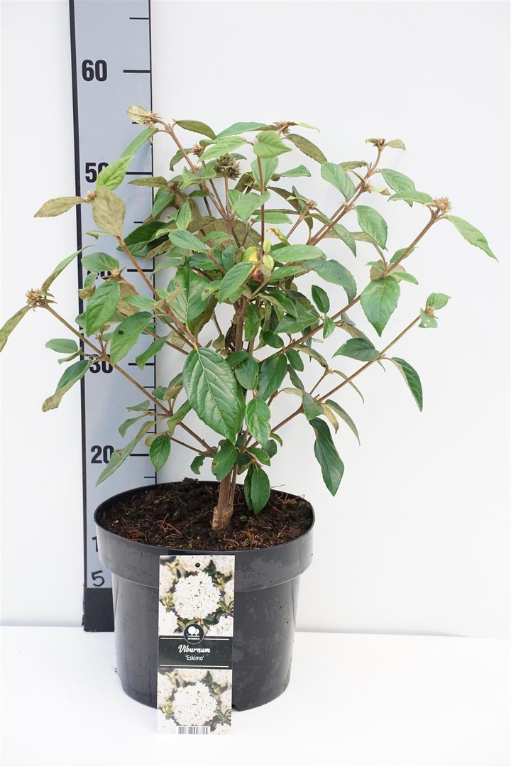 Putinas (Lot Viburnum) 'Eskimo' C5/P23 30-40 CM