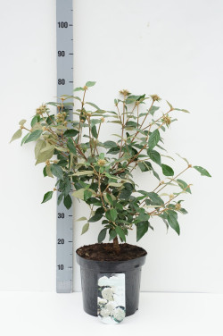 Putinas (Lot Viburnum) 'Eskimo' C7,5/P26 50-60 CM