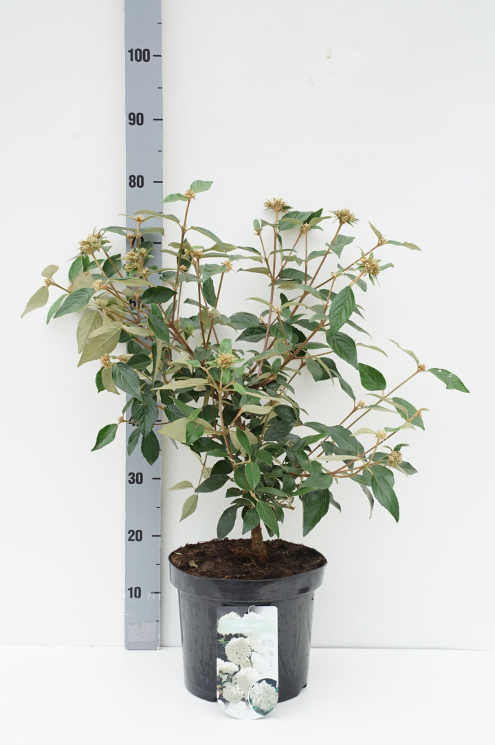 Putinas (Lot Viburnum) 'Eskimo' C7,5/P26 50-60 CM