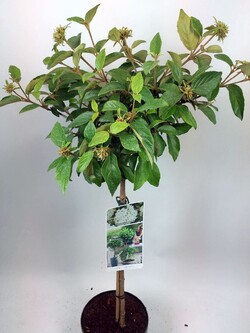 Putinas (Lot Viburnum) 'Eskimo' C3/P19 STIEBAS 50 CM - nuotrauka 1