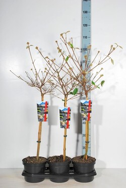 Putinas (Lot Viburnum) 'Eskimo' C3/P19 STIEBAS 50 CM - nuotrauka 2