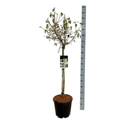 Putinas (Lot Viburnum) 'Eskimo' C15 STIEBAS 80 CM - nuotrauka 1